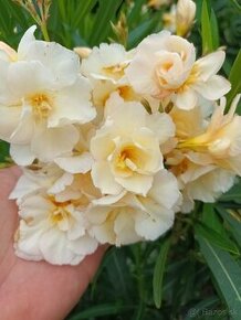 Oleander , Leander sadenice viac druhov