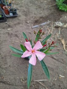 Oleander - 1