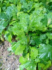 Sadenice Dub letny, (quercus robur)