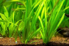 Rastlinky do akvária- Valisneria Spiralis - 1