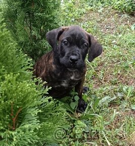 Cane Corso