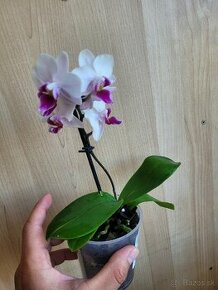Mini orchid - 1