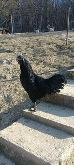 Ayam Cemani nasadové vajíčka