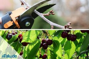 Letný rez ovocných drevín - kôstkovín
