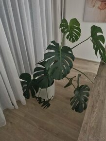 Monstera