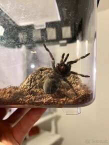 Predám Brachypelmu Smithi + terárium