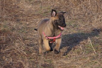 Šteniatka Belgický ovčiak - malinois