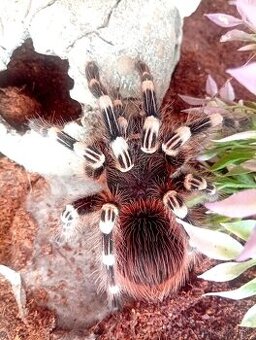 Acathoscuria geniculata, tarantula, pavúk