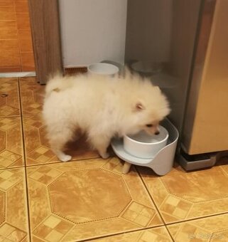 Pomeranian