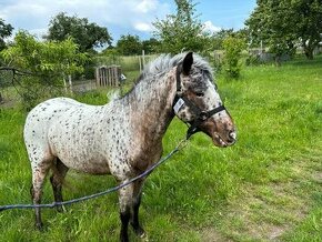 WELSCHPONY KOBYLKA APPALOOSA