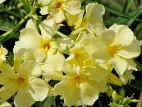 oleandre - mladé zakorenené rastlinky v kvetináčoch