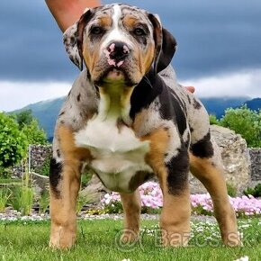 American bully xl