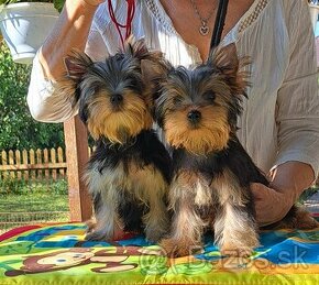 YORKSHIRE TERRIER