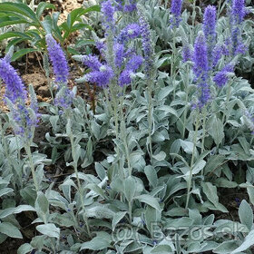 Veronica spicata