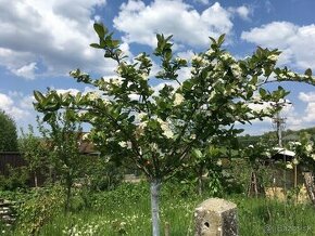 Aronia ciernoploda - Nero - stromkova forma