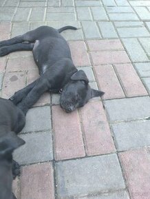 Cane Corso - 1