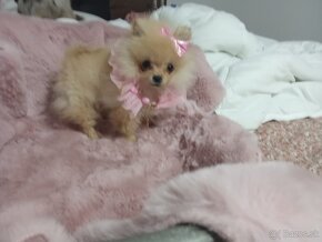 " tea cup" pomeranian " boo"