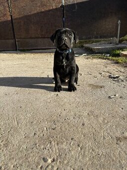 Predám/eladó Cane Corso Rezervované