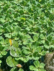 Vodný šalát - pistia stratiotes - 1