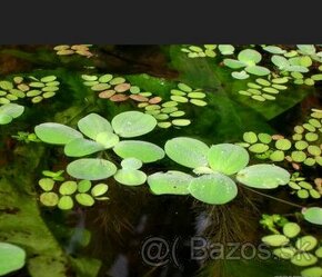 Pistia stratiotes