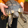 Predám korytnacku Testudo Marginata