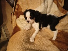 Cavalier Charles King Spaniel