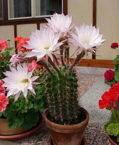 kaktusy - echinopsisy, biely ibštek, ľaliovka, konvalinky