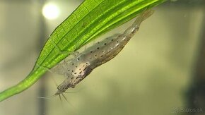 Krevetky Caridina Multidentata (Amano, Japonica)