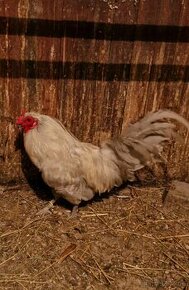 Araucana Levandulova ponukam chovny kmen 1+4