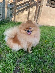 Pomeranian fenka