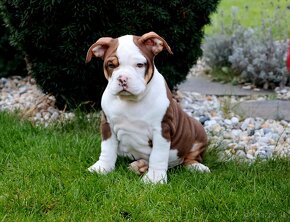 American Bully