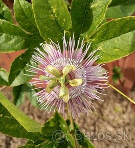 Passiflora incarnata - semená