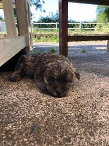 Vynikajúce šteniatka Cairn Terrier s rodokmeňom