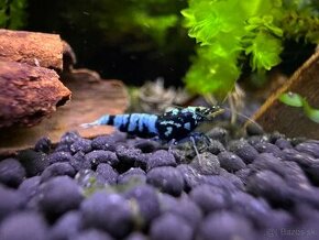 Caridina Krevety