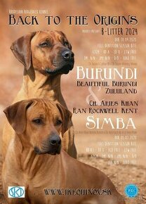 Rhodesian Ridgeback / Rhodesky Ridgeback