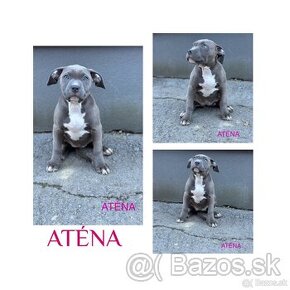 American bully XL šteniatká - 1