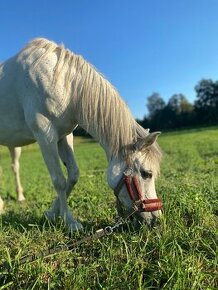 Pony kobylka na prodej nebo výměnu