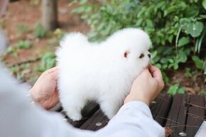 Mini pomeranianské šteniatko