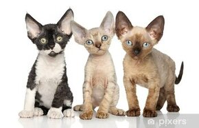 DEVON REX