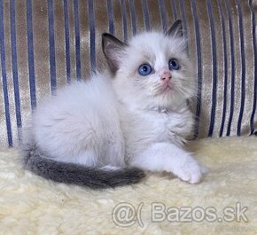 Ragdoll