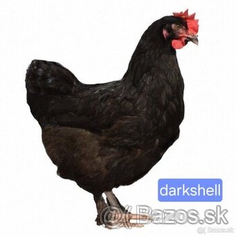 Darkshell