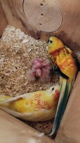 Papagáj spevavý