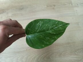 Monstera albo Variegata