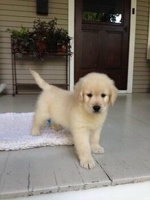 Golden Retriver, Zlatý Retriever