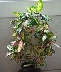 Voskovka - hoya tricolor