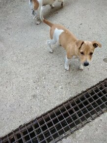 Jack Russell terier