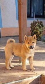 Shiba inu