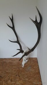 Bronzova trofej jelena