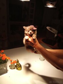 Pomeranian dievčatko čivava chlapcek