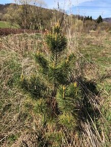 Sibírsky Céder / Pinus Sibirica